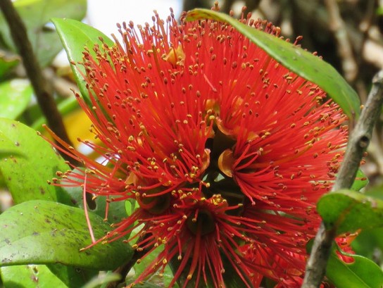 Beautiful red blossom of the New Zealand Christmas Tree, or Pohutukawa.
