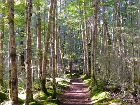 Peace and quiet in the forest on the Kepler Track.