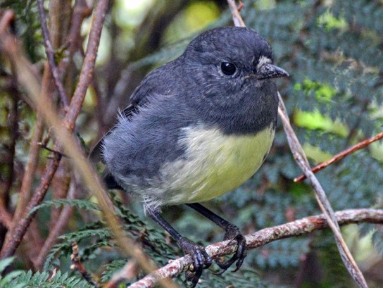 Meeting the New Zealand black robin on the Kepler Track.