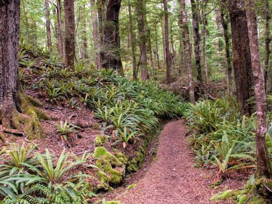 Walking amongst the fern groves on the Kepler Track.