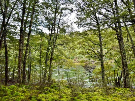 Looking through the trees to the Waiau River from the Kepler Track.