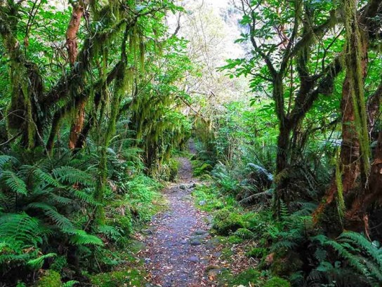 Walking the beautiful Milford Track.