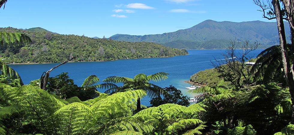 looking out from forest across sound to mainland