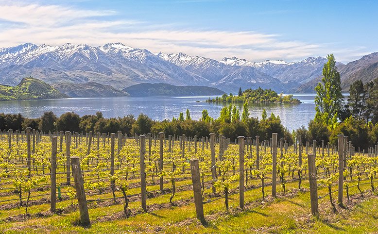 Did we say visually stunning? Central Otago vineyard