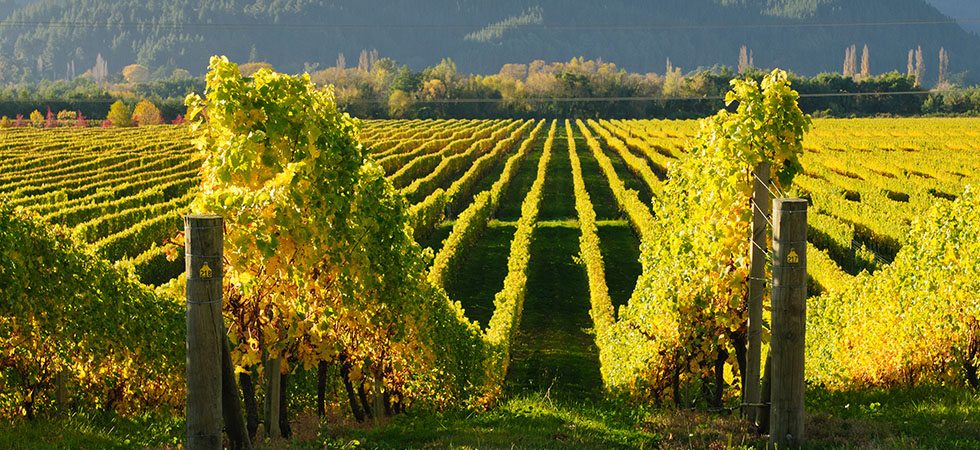 Looking down a row of vines at a Marlborough Winery