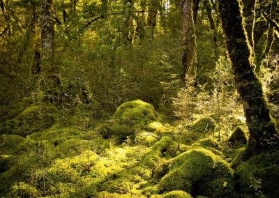 Milford Track Bush