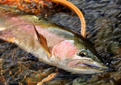 Trout Fishing
