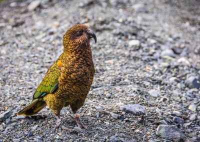 Kea Parrot