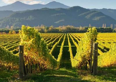 Blenheim vineyard