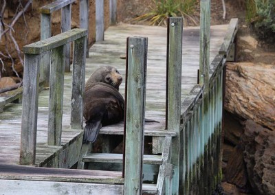 Fur seal on a jetty