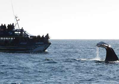 Whale Watching in Kaikoura