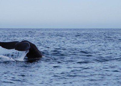 Sperm Whale diving