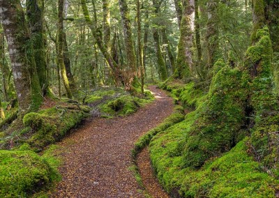 Kepler Track