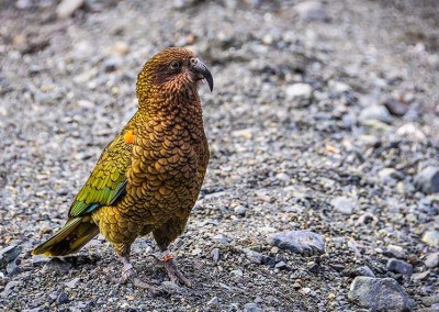 Kea Parrot