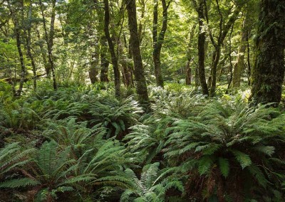 Routeburn Track Forest Floor