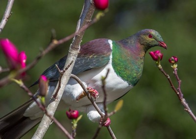 Native wood pigeon (kereru)