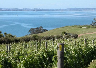 Waiheke Island vineyard