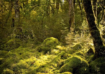 Milford Track Bush