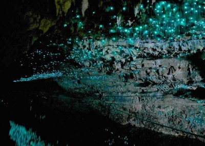 Glow Worm Caves